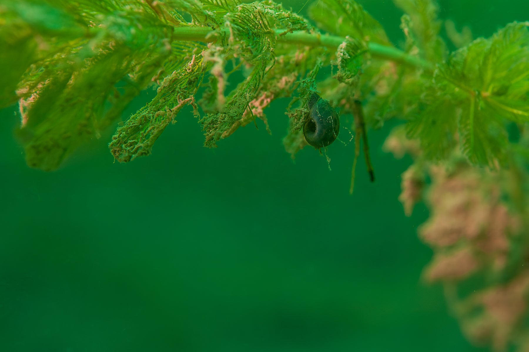 Quels sont les escargots mangeurs d'algues pour mon bassin?