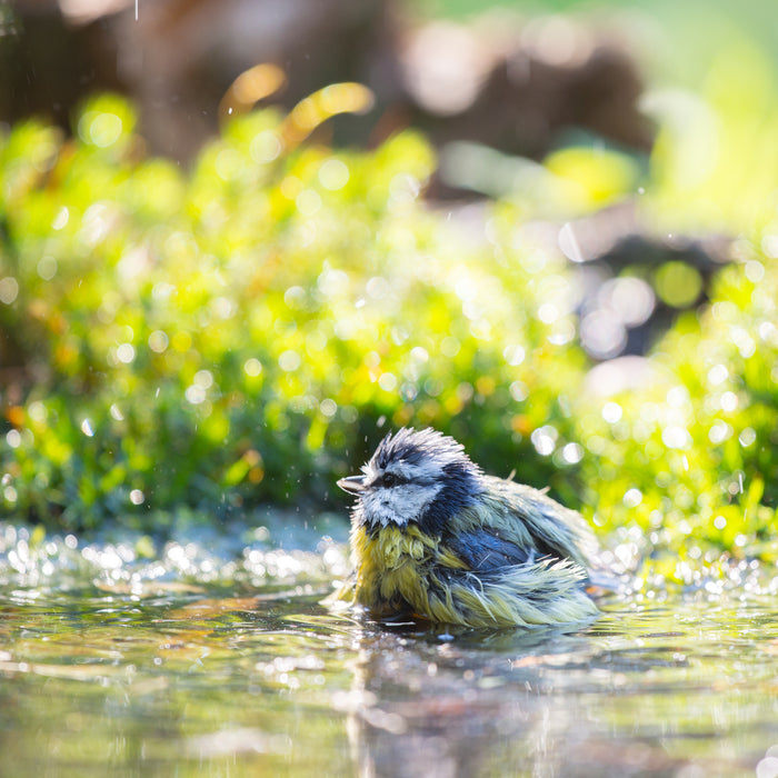Pourquoi j'ai des algues vertes dans mon bassin?