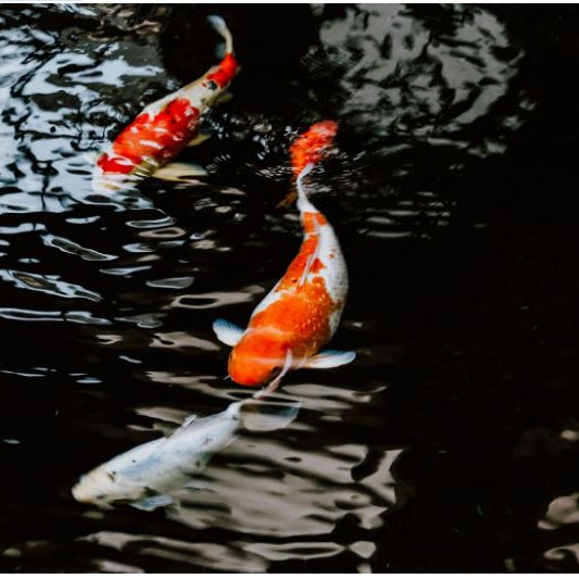 Optimiser la croissance des poissons en aquaponie