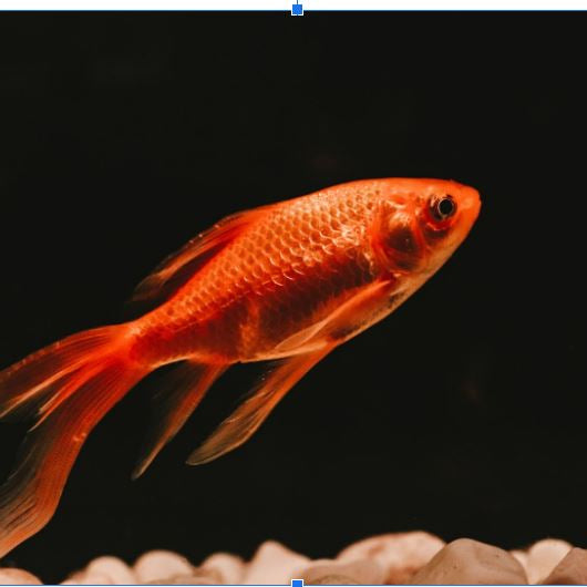 Comment bien s’occuper de son poisson rouge