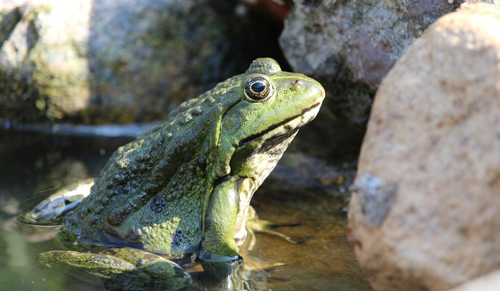 Comment garder un bassin de jardin équilibré pendant l'été?