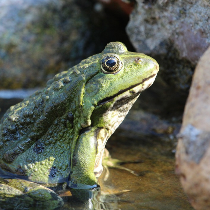 Comment garder un bassin de jardin équilibré pendant l'été?