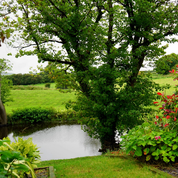 L'importante de bien entretenir son bassin régulièrement