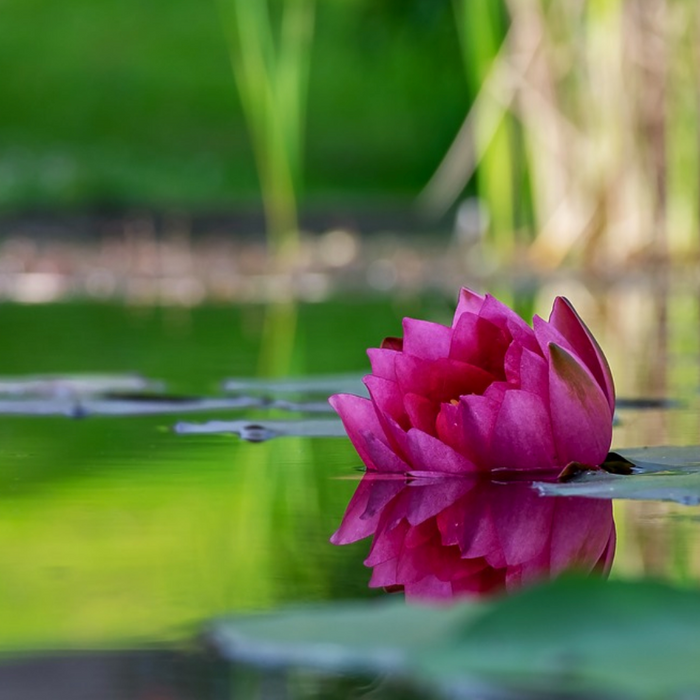 Quelles plantes aquatiques pour un bassin fleuri?