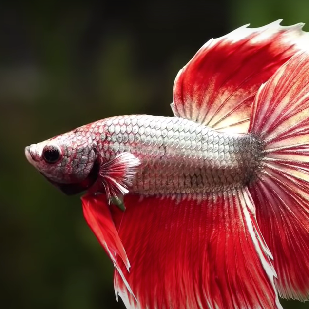 poisson combattant-aquarium 60l