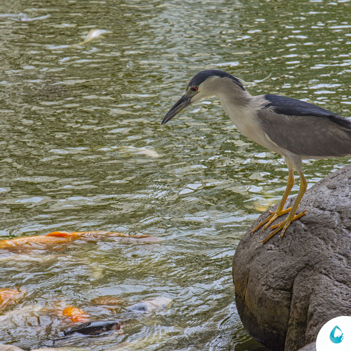 Pourquoi les hérons factices repoussent les hérons dans une mare?