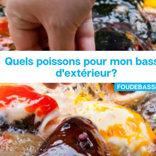 Quels poissons pour mon bassin d'extérieur?