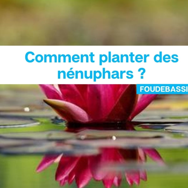 Comment planter des nénuphars ?