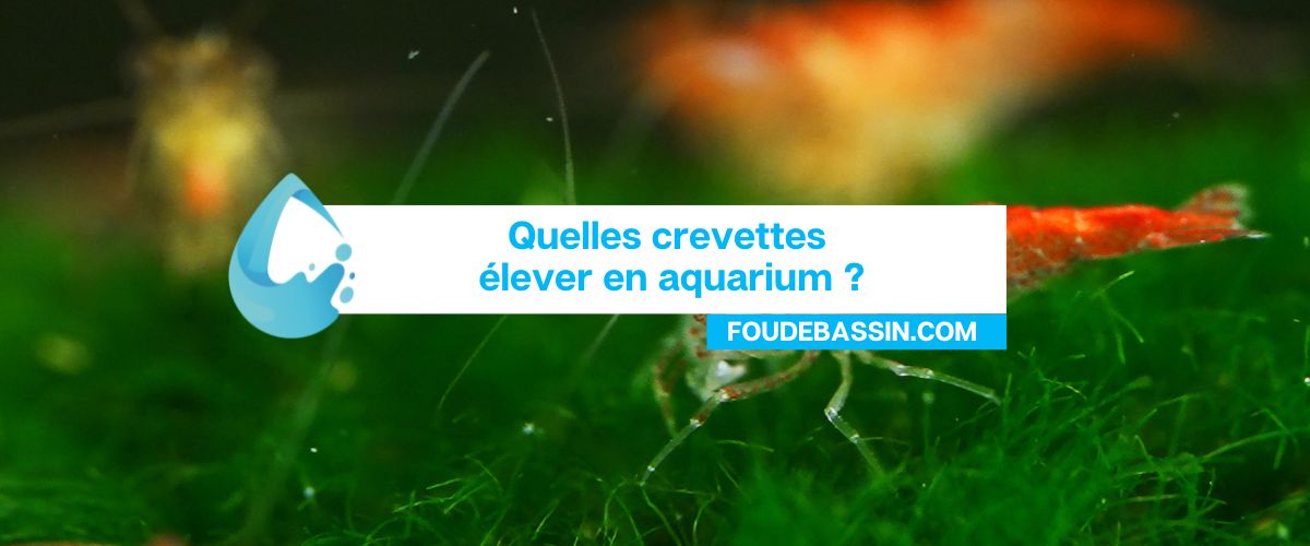 Quelles crevettes élever en aquarium ?