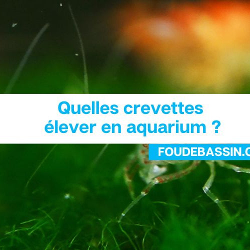 Quelles crevettes élever en aquarium ?