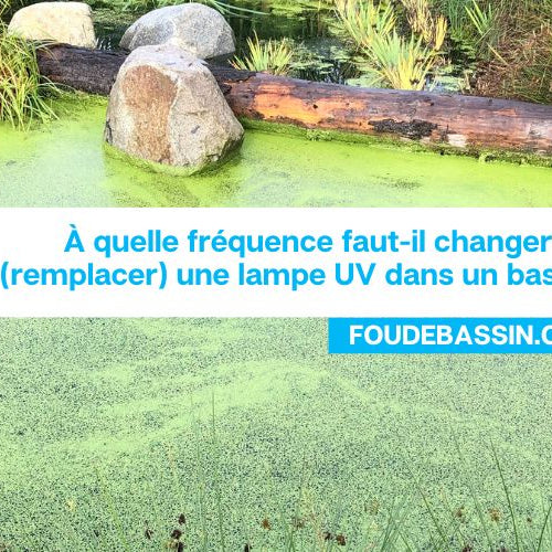 A quelle fréquence faut-il changer (remplacer) une lampe uv dans un bassin?