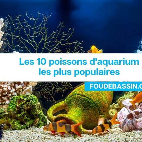 Les 10 poissons d'aquarium les plus populaires