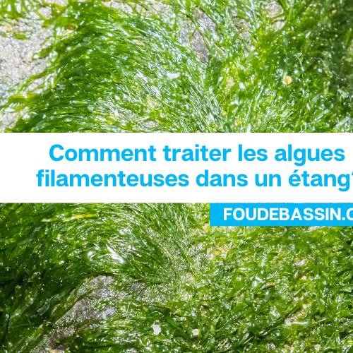 Comment traiter les algues filamenteuses dans un étang?