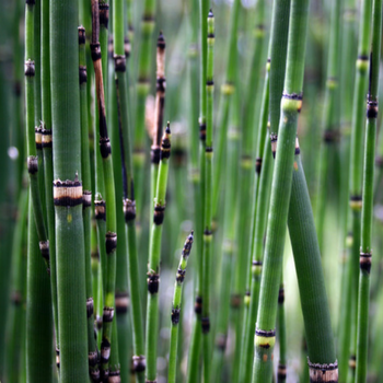 Conseils de spécialistes en bassin de jardin pour la sélection de vos plantes
