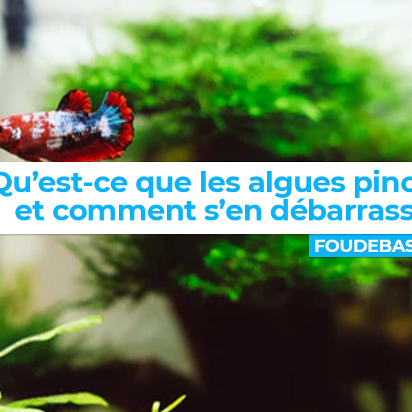 Qu’est-ce que les algues pinceaux et comment s’en débarrasser ?