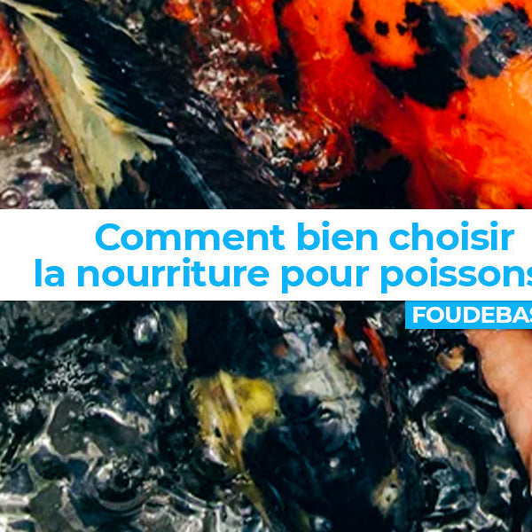 Comment nourrir correctement les poissons de bassin et d’étang ?