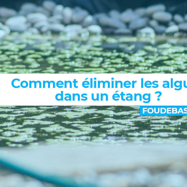 Comment éliminer les algues dans un étang : méthodes naturelles et efficaces