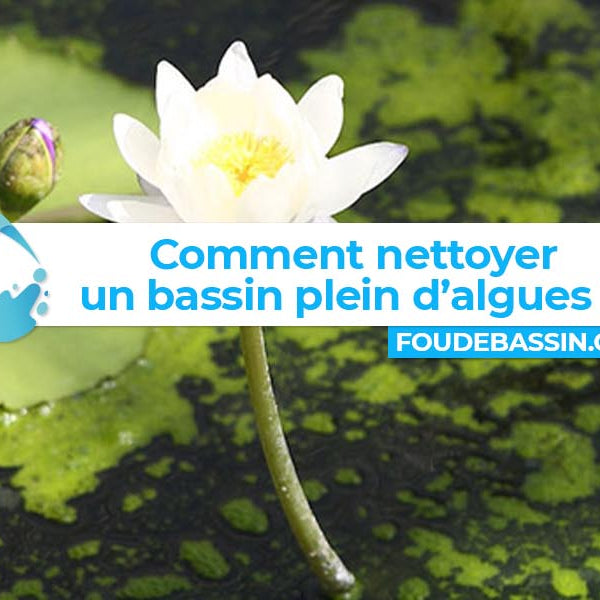 Comment nettoyer un bassin plein d'algues?
