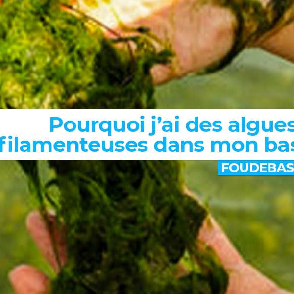 Pourquoi j'ai des algues filamenteuses dans mon bassin ?