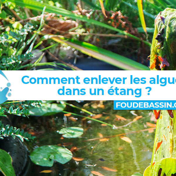 Comment enlever les algues dans un étang ?