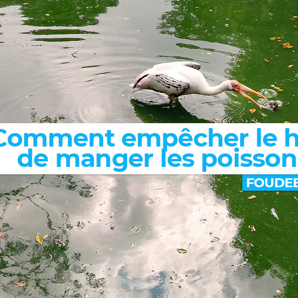 Comment empêcher le héron de manger mes poissons ?