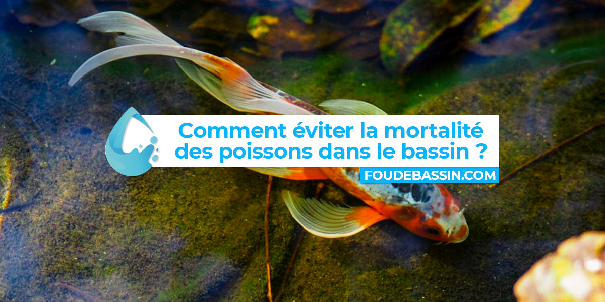 Comment éviter la mortalité des poissons dans le bassin ?