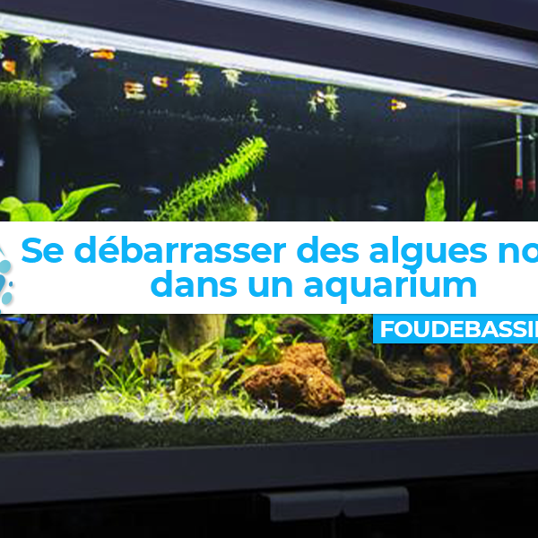Comment se débarrasser des algues noires dans un aquarium ?