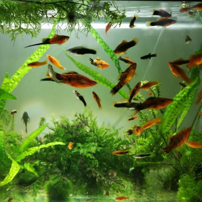 Le GH et le KH dans l'eau de l'aquarium