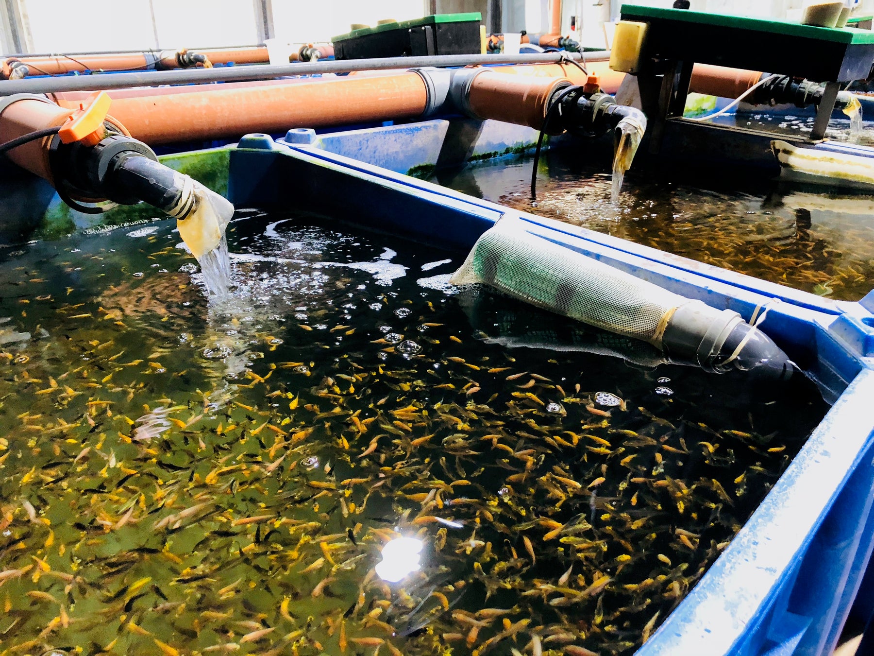 Comment nourrir mes bébés (alevins) de koïs? J'ai des bébés dans le bassin...