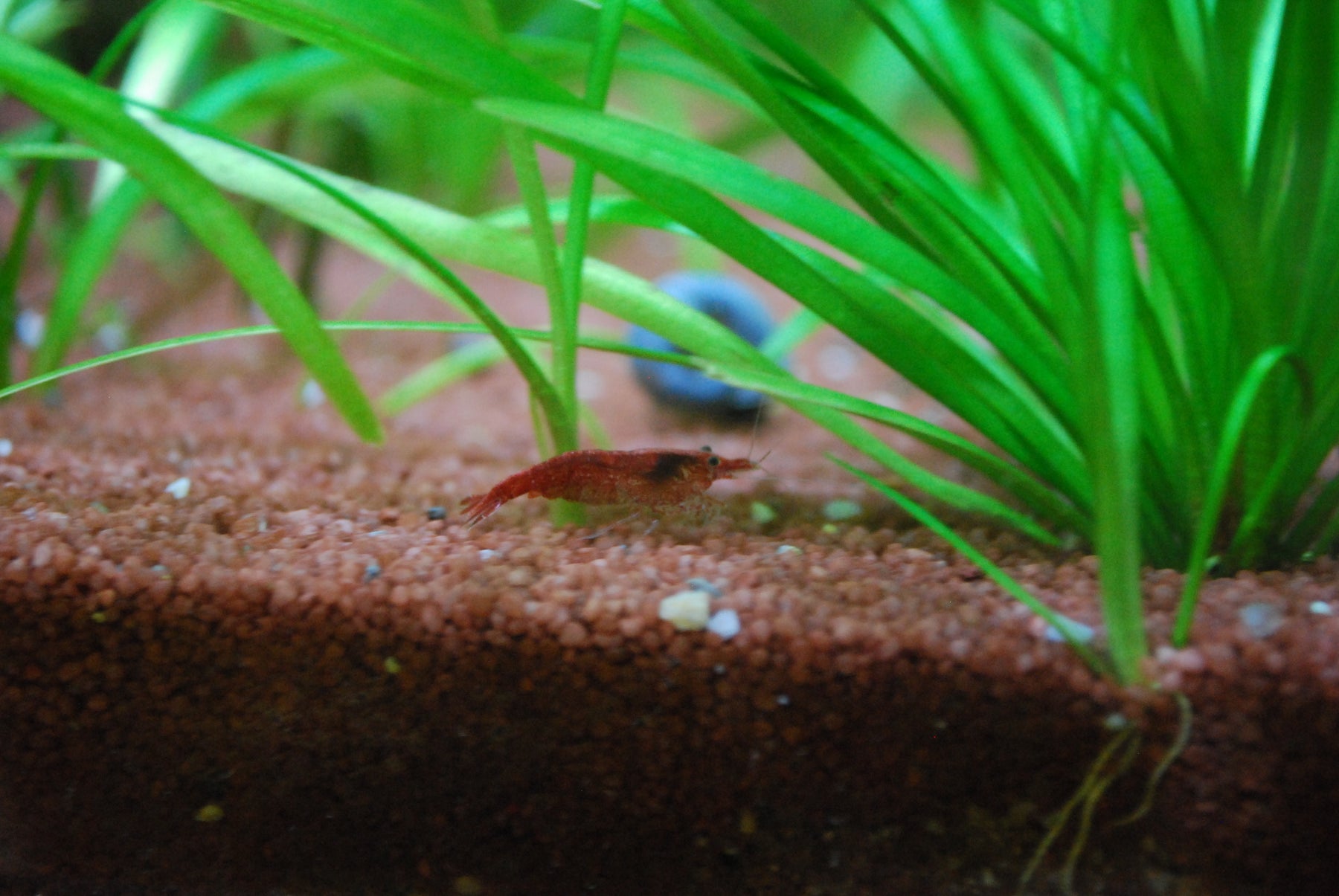 Les vers dans son aquarium, que faire ?