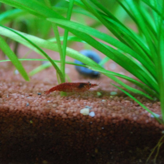 Les vers dans son aquarium, que faire ?