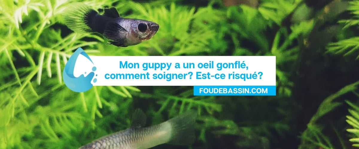 J'ai un guppy avec un oeil gonflé, que faire?  Guppy malade, le guide.