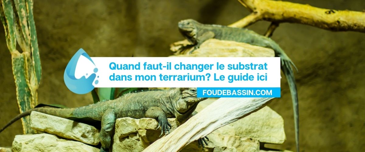 Quand faut-il changer le substrat d'un terrarium?