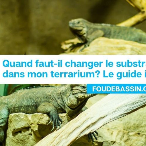 Quand faut-il changer le substrat d'un terrarium?