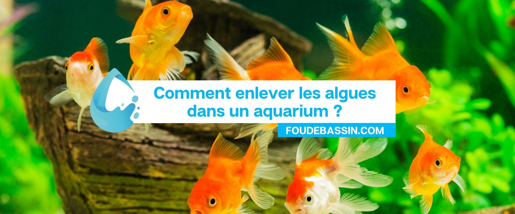 Comment enlever les algues dans un aquarium?