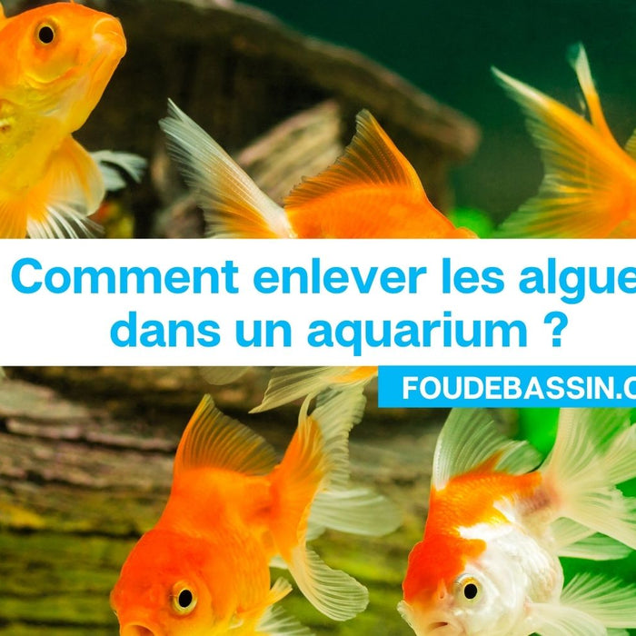 Comment enlever les algues dans un aquarium?