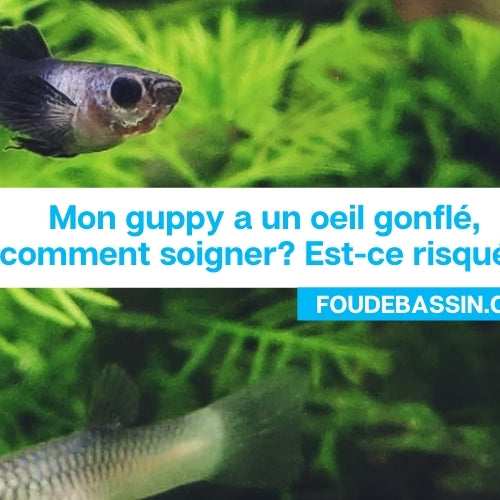 J'ai un guppy avec un oeil gonflé, que faire?  Guppy malade, le guide.