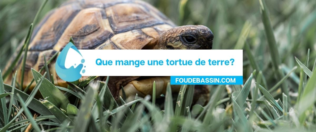 Que mange une tortue de terre?
