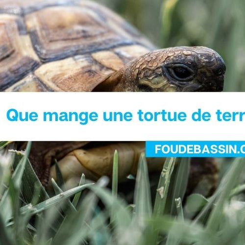 Que mange une tortue de terre?