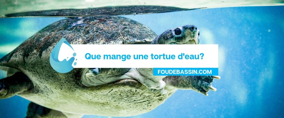 Que mange une tortue d'eau?