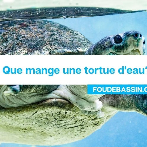 Que mange une tortue d'eau?