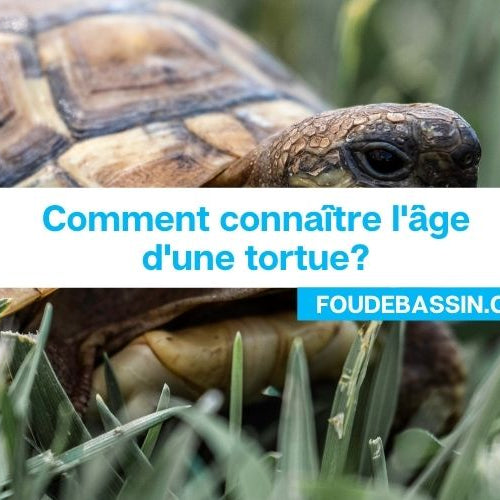 Comment connaître ou déterminer l'âge d'une tortue?