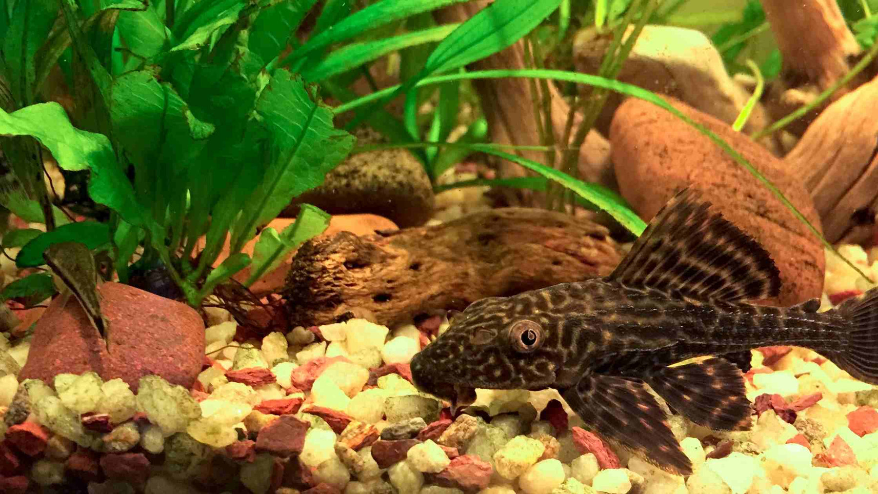 Comment enlever les algues sur les plantes d'aquarium?