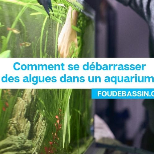 Comment se débarrasser des algues dans un aquarium?
