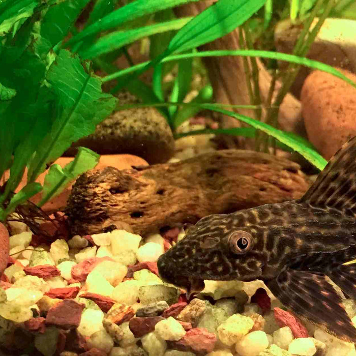 Comment enlever les algues sur les plantes d'aquarium?