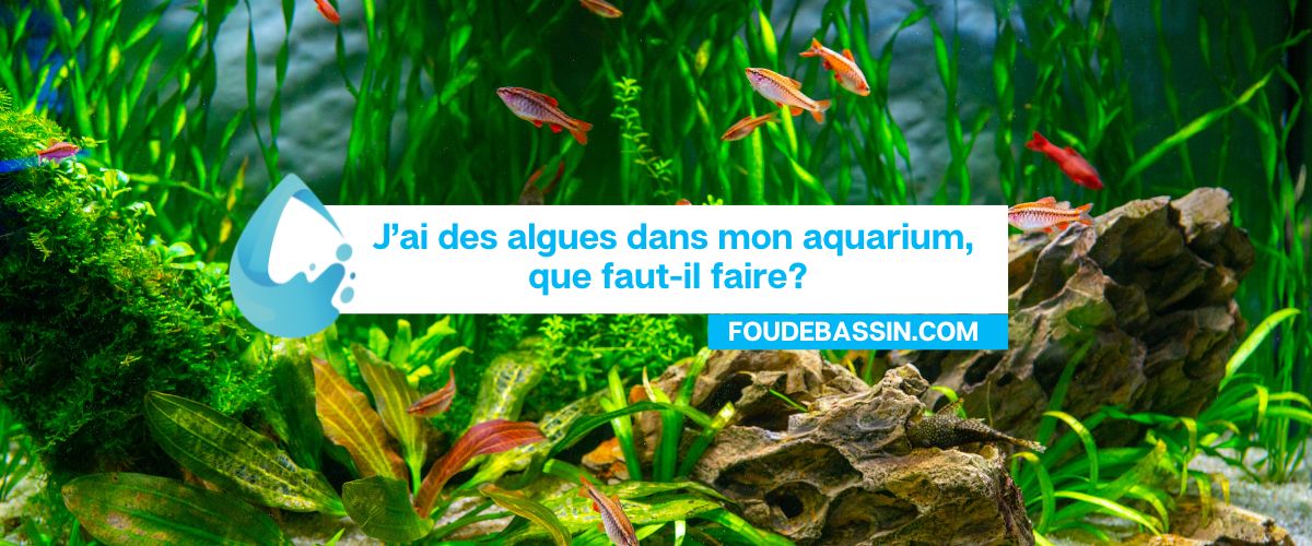 J'ai des algues dans mon aquarium, que faire?