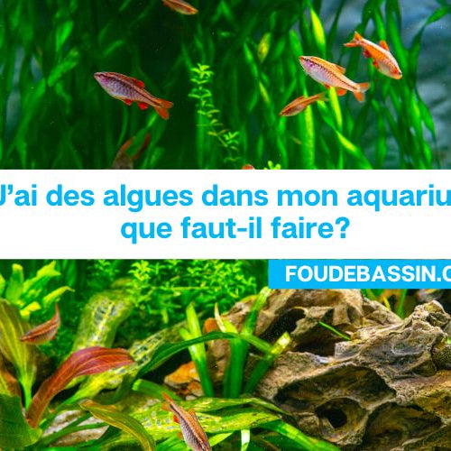 J'ai des algues dans mon aquarium, que faire?