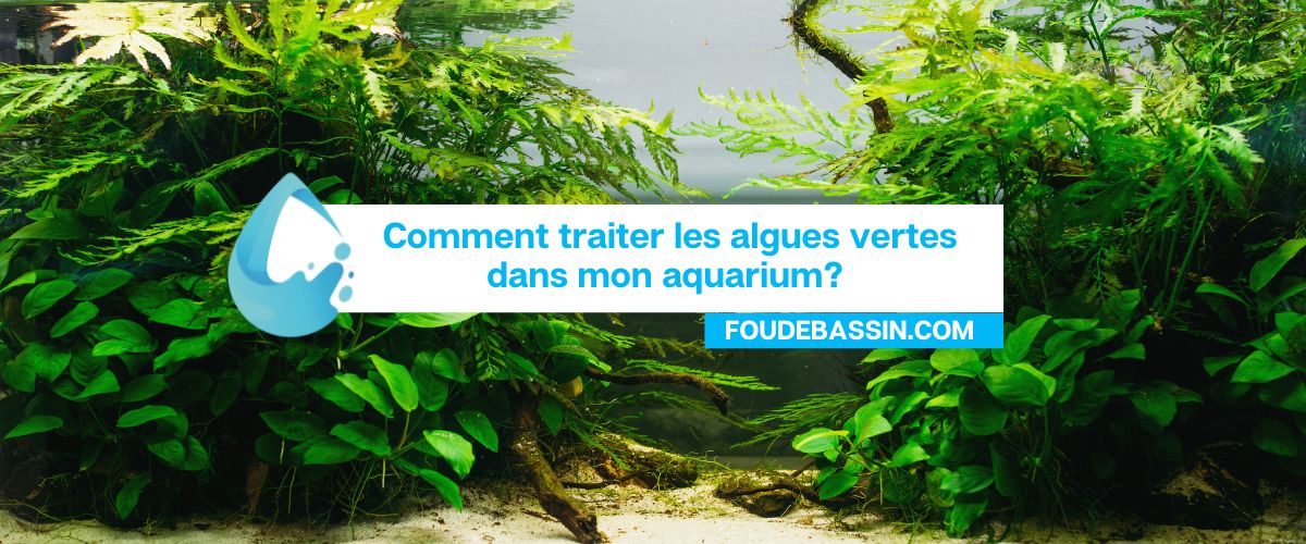 Comment traiter les algues vertes dans mon aquarium?