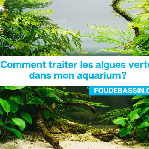 Comment traiter les algues vertes dans mon aquarium?