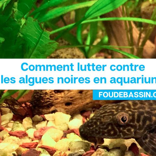Comment lutter contre les algues noires en aquarium?